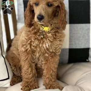 Willow, Miniature Poodle Puppy