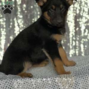 Millie, Anatolian Shepherd Mix Puppy