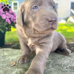 Bruce, Silver Labrador Retriever Puppy