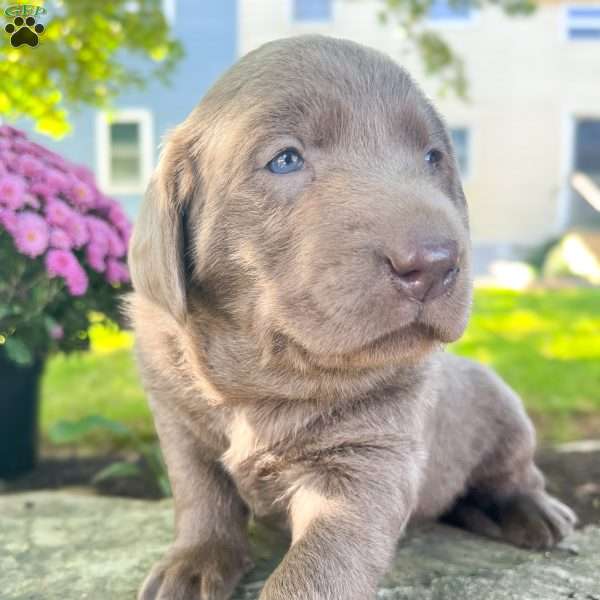 Bruce, Silver Labrador Retriever Puppy