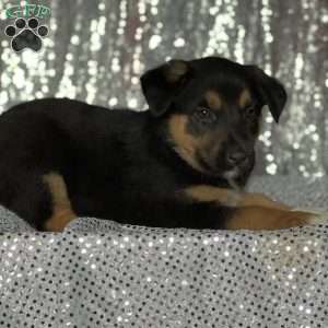 Muffin, Anatolian Shepherd Mix Puppy