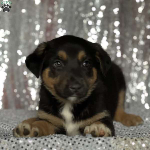 Muffin, Anatolian Shepherd Mix Puppy
