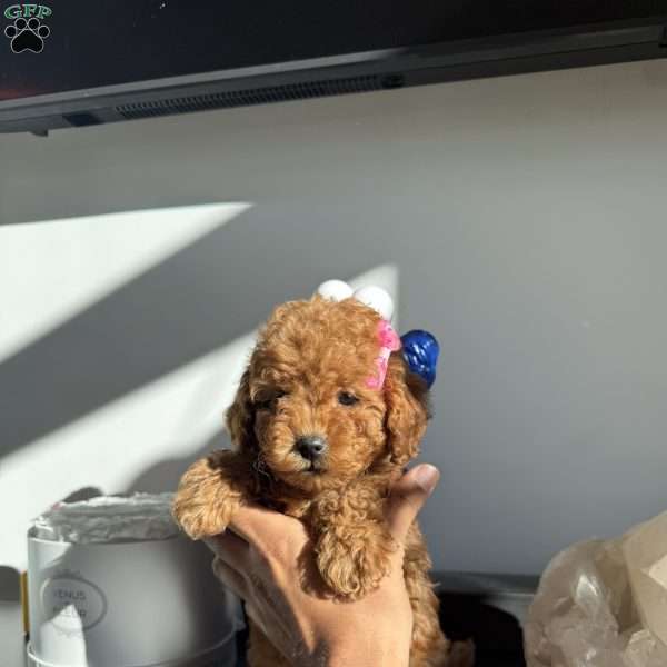 Sally, Toy Poodle Puppy