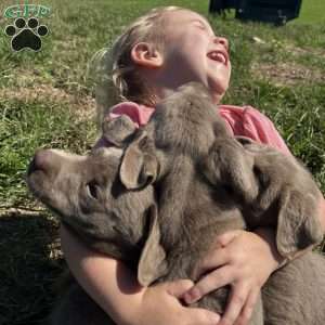Lola, Silver Labrador Retriever Puppy