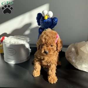 Sally, Toy Poodle Puppy