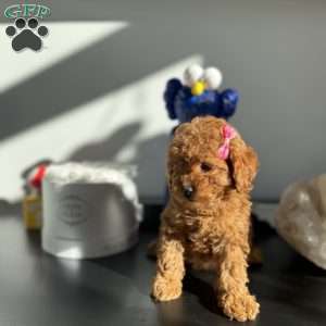 Sally, Toy Poodle Puppy