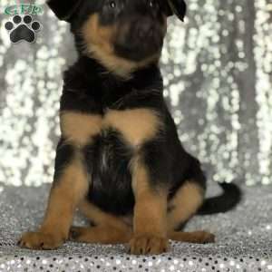 Melanie, Anatolian Shepherd Mix Puppy