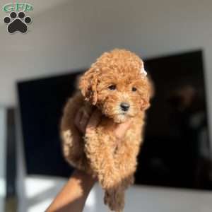 Sarah, Toy Poodle Puppy