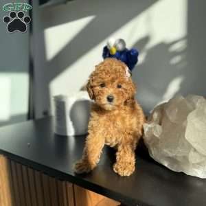 Sarah, Toy Poodle Puppy