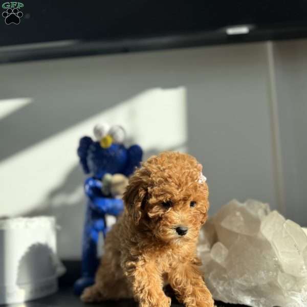 Sarah, Toy Poodle Puppy