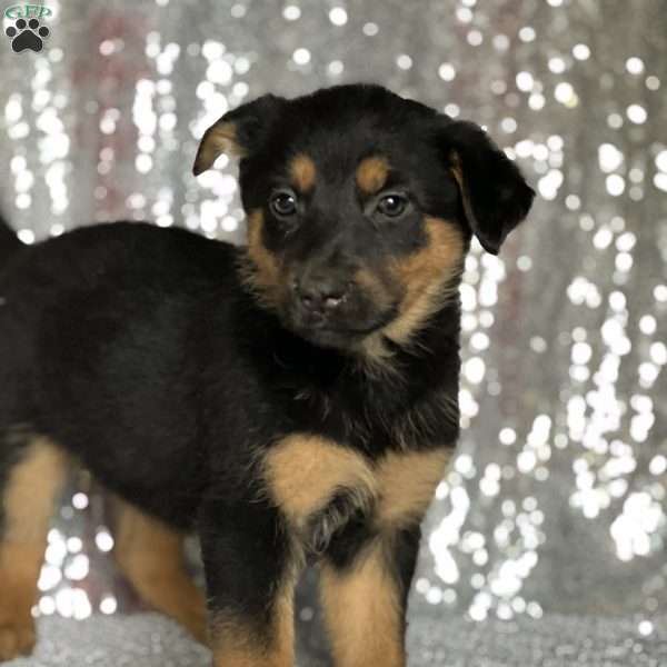 Melanie, Anatolian Shepherd Mix Puppy