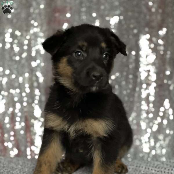Maggie, Anatolian Shepherd Mix Puppy
