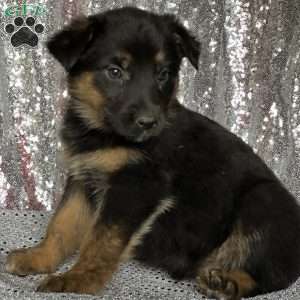 Maggie, Anatolian Shepherd Mix Puppy