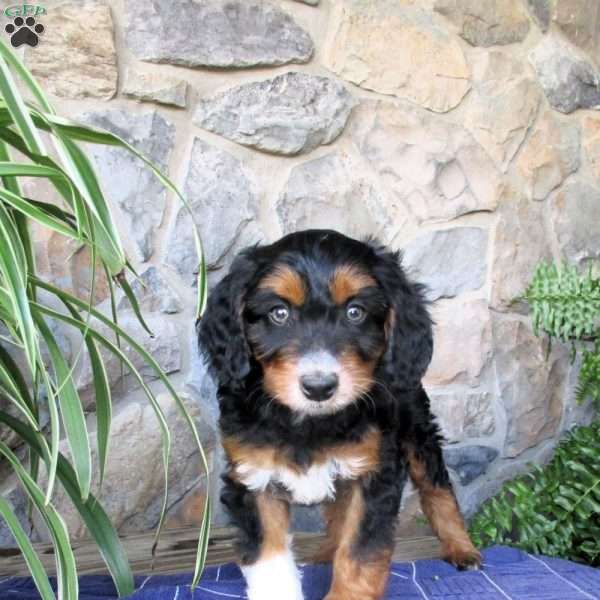 Ashe, Mini Aussiedoodle Puppy