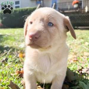 Butter, Yellow Labrador Retriever Puppy