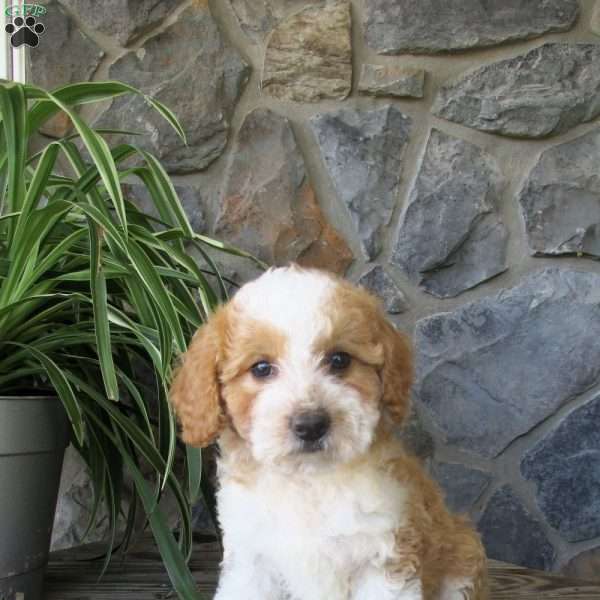 Anita, Mini Aussiedoodle Puppy