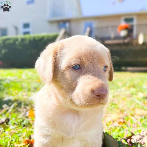 Butter, Yellow Labrador Retriever Puppy