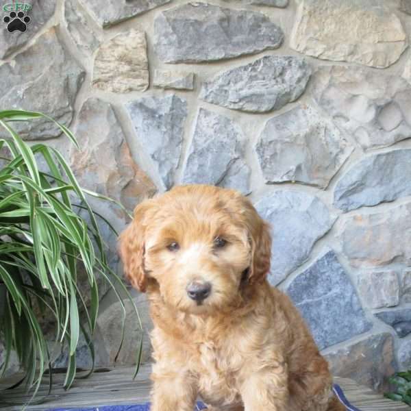 Ava, Mini Aussiedoodle Puppy