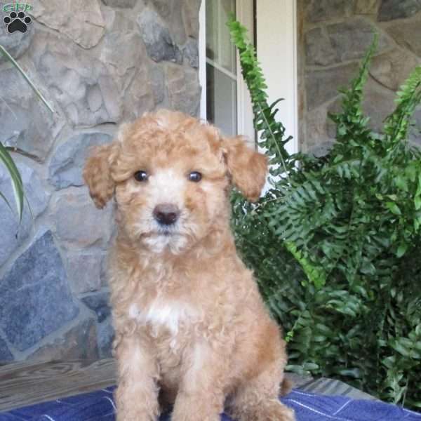 Alvin, Mini Aussiedoodle Puppy