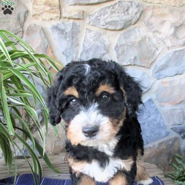 Anchor, Mini Aussiedoodle Puppy