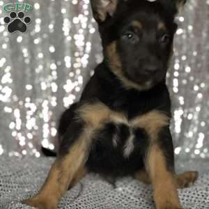 Mateo, Anatolian Shepherd Mix Puppy