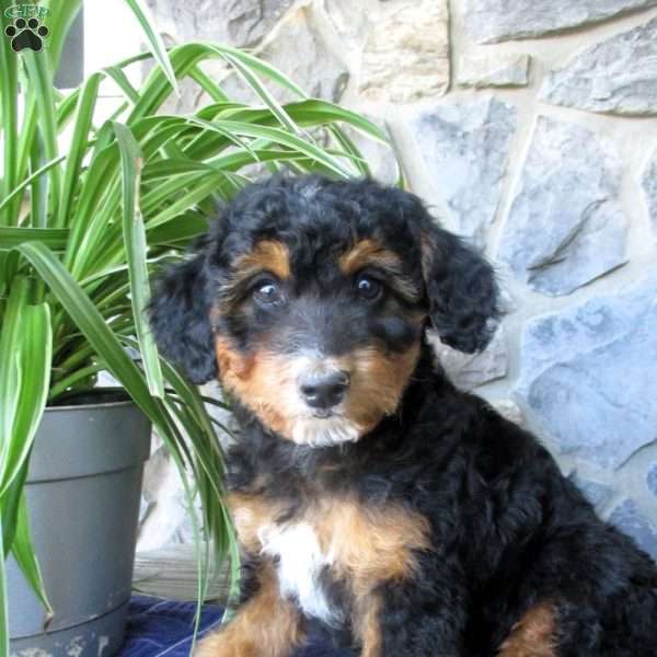 Arlo, Mini Aussiedoodle Puppy
