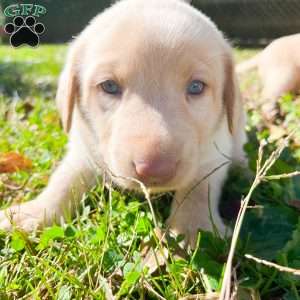 Butter, Yellow Labrador Retriever Puppy