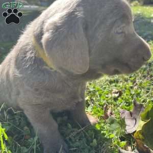 Silver, Silver Labrador Retriever Puppy