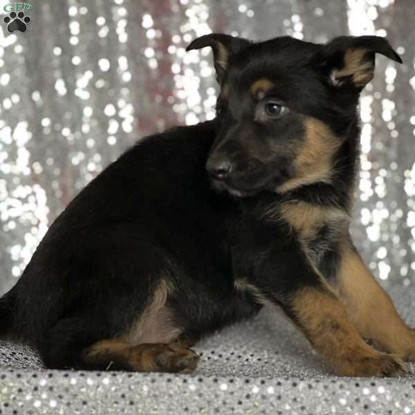 Mateo, Anatolian Shepherd Mix Puppy
