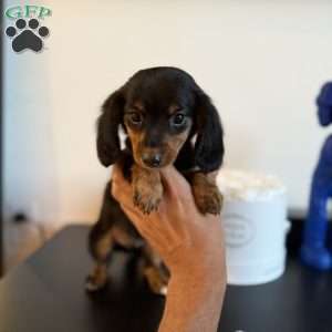 Milkshake, Dachshund Puppy