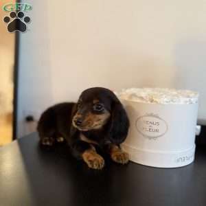 Milkshake, Dachshund Puppy