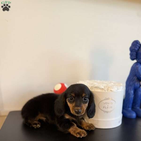 Milkshake, Dachshund Puppy