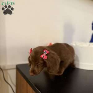 Snickers, Dachshund Puppy