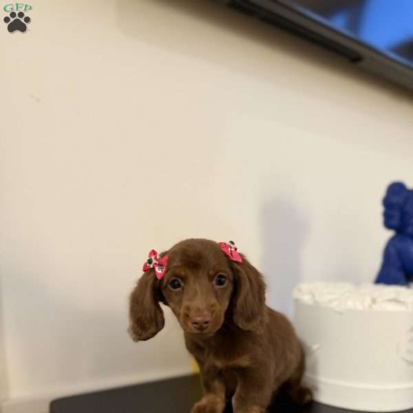 Snickers, Dachshund Puppy