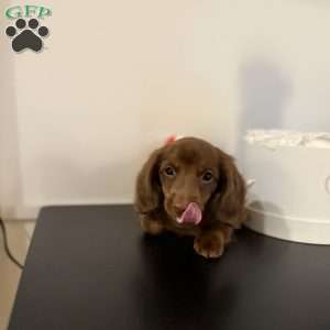 Snickers, Dachshund Puppy