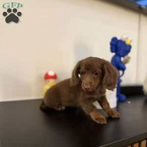 Snickers, Dachshund Puppy