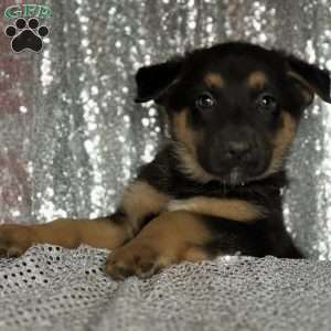 Marley, Anatolian Shepherd Mix Puppy