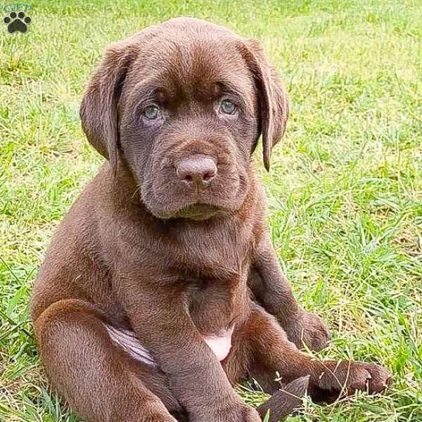 Hershey, Silver Labrador Retriever Puppy