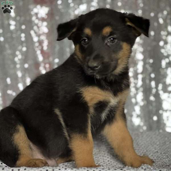 Marley, Anatolian Shepherd Mix Puppy