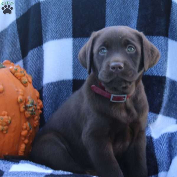 Diesel, Chocolate Labrador Retriever Puppy