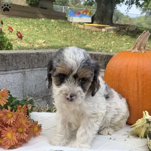 Sandy, Cavapoo Puppy