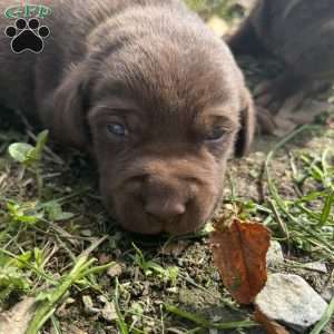Lucy, Chocolate Labrador Retriever Puppy