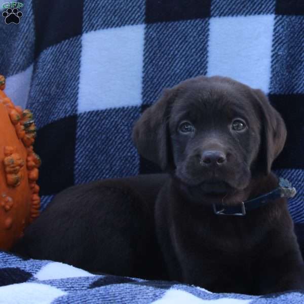 Dobby, Chocolate Labrador Retriever Puppy