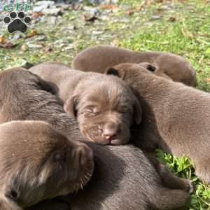 Lucy, Chocolate Labrador Retriever Puppy