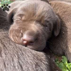 Lucy, Chocolate Labrador Retriever Puppy