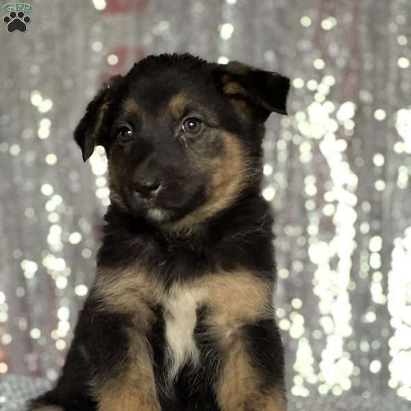 Milo, Anatolian Shepherd Mix Puppy