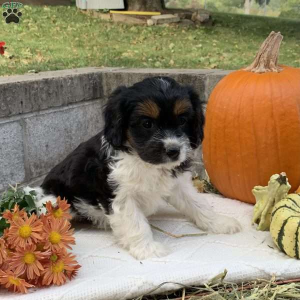Suzie, Cavapoo Puppy