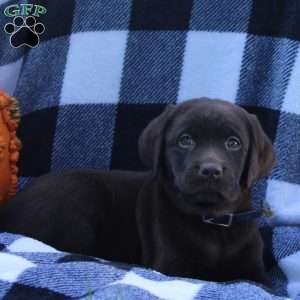 Dobby, Chocolate Labrador Retriever Puppy