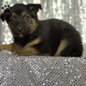 Milo, Anatolian Shepherd Mix Puppy