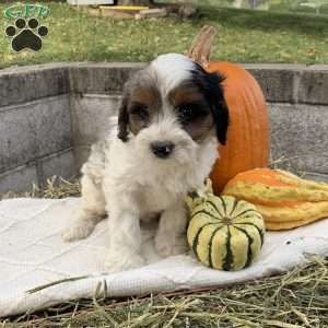Sammy, Cavapoo Puppy